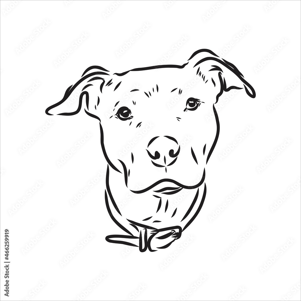 Vector sketch drawing pitbull barking pit bull terrier dog vector Vector sketch drawing pitbull barking pit bull terrier dog vector