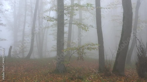 Rain in foggy forest