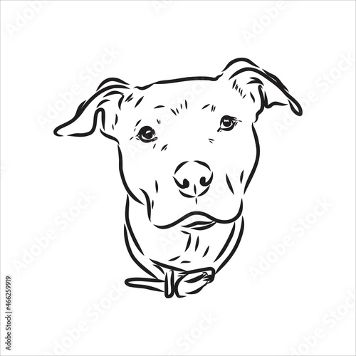 Leinwand Poster Vector sketch drawing pitbull barking pit bull terrier dog vector