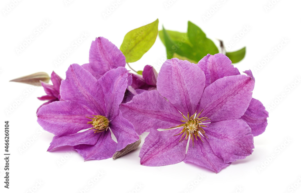 Purple clematis and leaves.