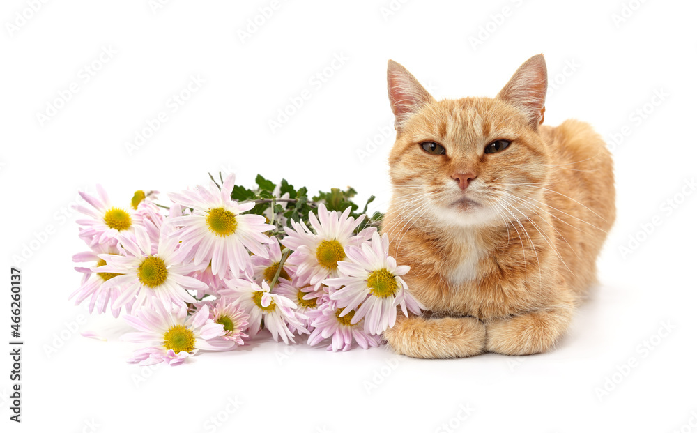 Kitten with daisies.