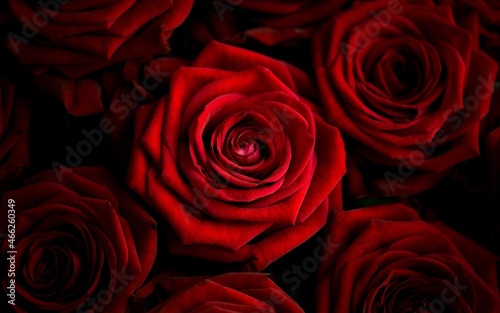 Red Roses photo