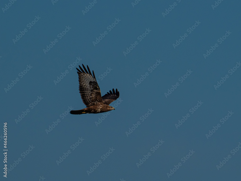 Obraz premium Bussard