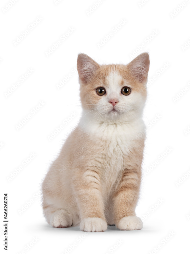 Adorable tailless Manx cat kitten, sitting up facing front. Looking towards camera with sweet droopy eyes. Isolated on a white background.
