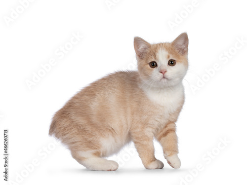 Adorable tailless Manx cat kitten, turning towards camera. Looking towards camera with sweet droopy eyes. Isolated on a white background. photo