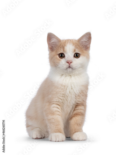 Adorable tailless Manx cat kitten, sitting up facing front. Looking towards camera with sweet droopy eyes. Isolated on a white background.