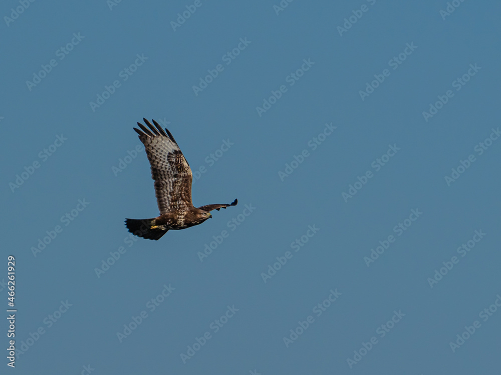 Fototapeta premium Bussard