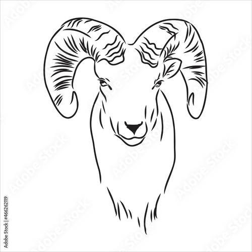 Large goat horns screwed shape from back, sketch vector drawing in graphic style on white background