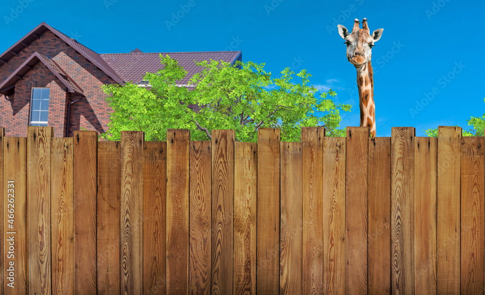 Obraz premium curious neighbor behind backyard fence and house