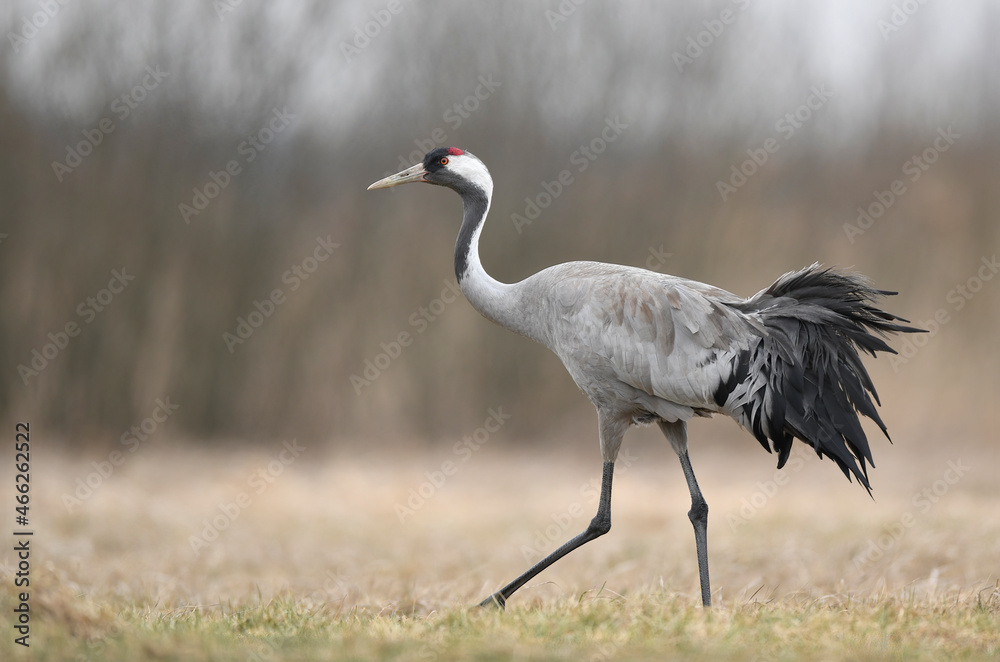 Common crane bird ( Grus grus ) Common crane bird ( Grus grus )