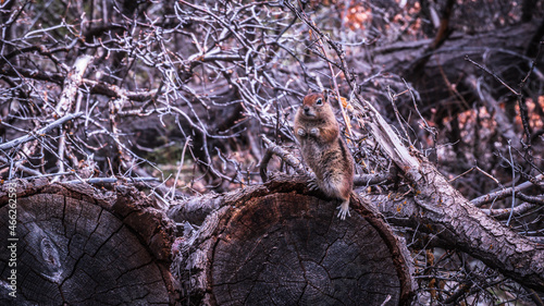 Golden-mantled ground squirrel