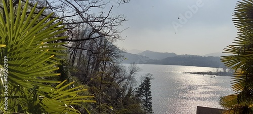 trees of Lugano