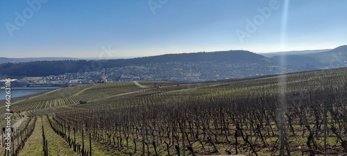 vineyard 