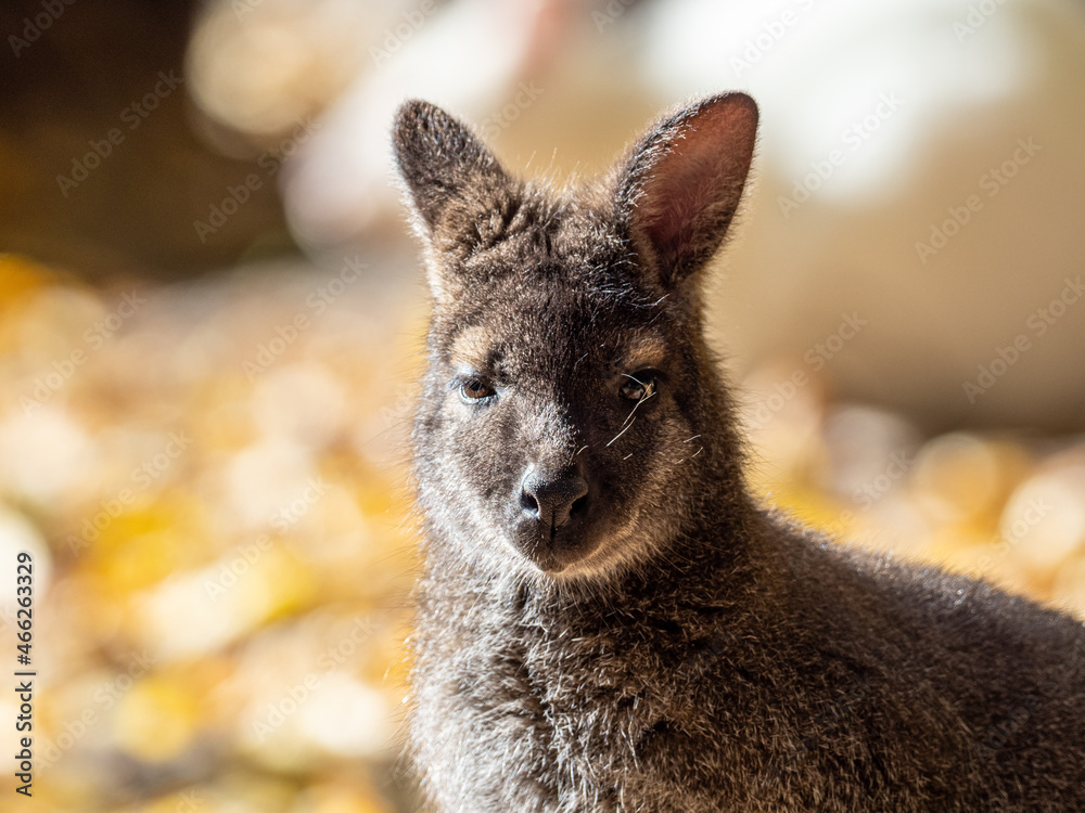 Naklejka premium Känguru