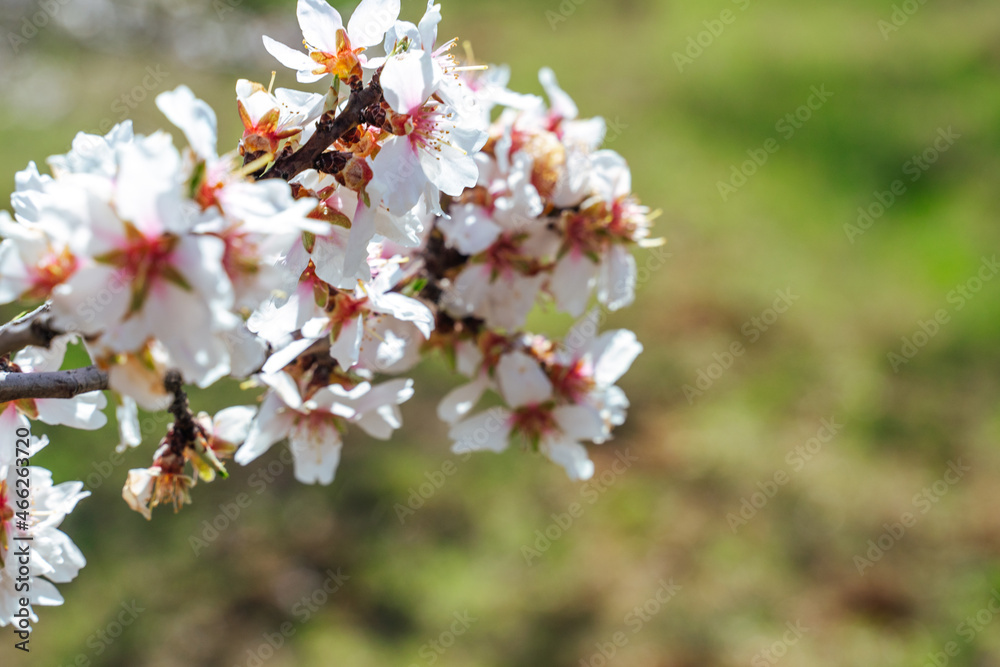 Beautiful almond blossoms on the almont tree branch. Beautiful almond blossoms on the almont tree branch.