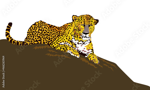 leopard , vector image of a leopard crouch on the rock