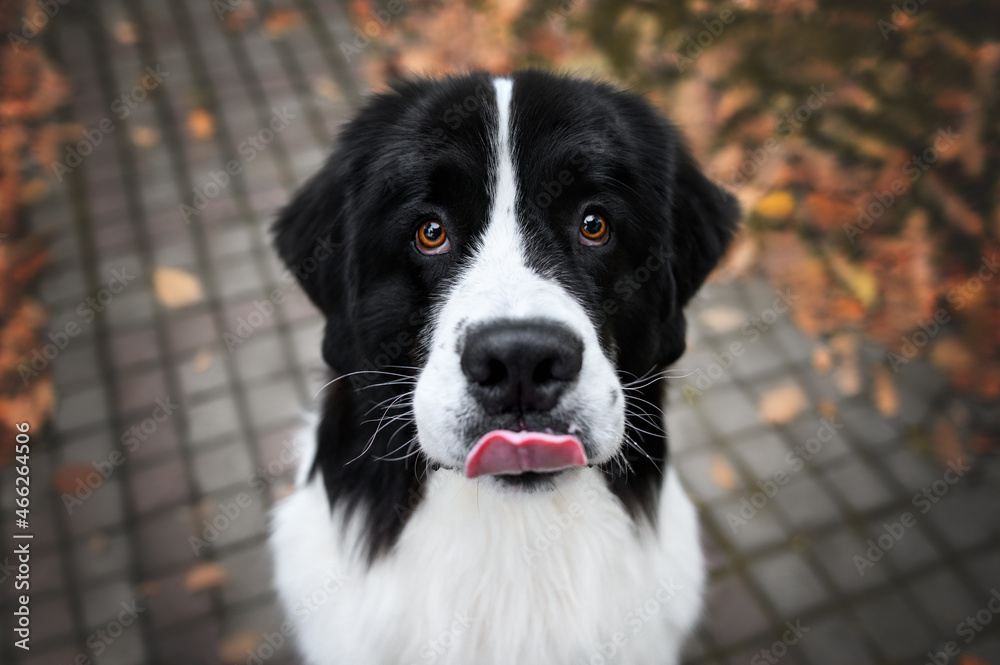 funny dog waiting for a treat, close up wide angle portrait