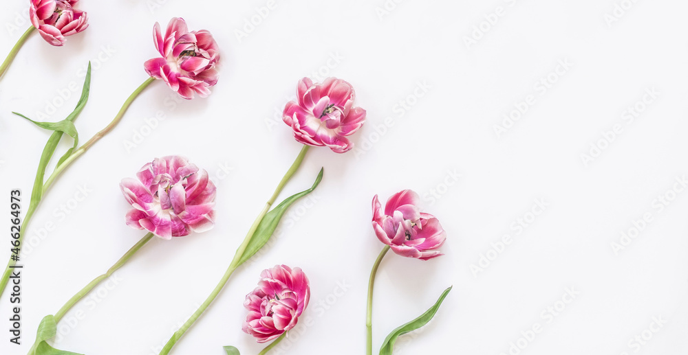 Pink tulip flowers on white background. Springtime. Spring flowers. Top view with copy space.