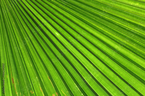 Striped of palm leaf  Abstract green texture background