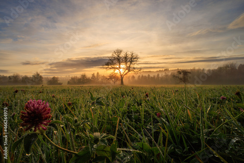 sunrise in the field