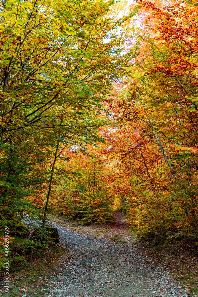 Obraz premium Colorful autumn trees in Lausanne Sauvabelin, Switzerland