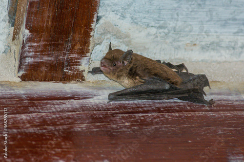 Molossus bat perched on the roof wood photo
