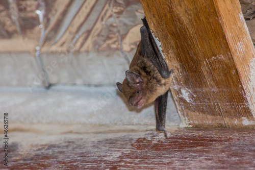 Photography Molossus bat hanging on the roof wood
