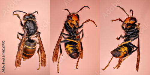 frelon asiatique sous tous les angles 