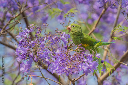 Yellow-chevroned Parakeet (Brotogeris chiriri) perched on flowers of Jacaranda (Jacaranda mimosifolia) photo