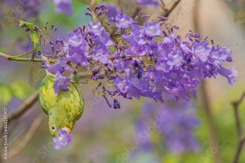 Yellow-chevroned Parakeet (Brotogeris chiriri) eating flowers  photo