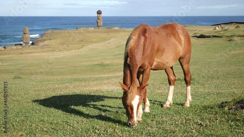 A wild horse grazing on grass near Moai statues in Tahai Archaeological Complex. Ahu Tahai, Rapa Nui, Easter Island, Chile. Antique and mysteriuos Moai statues symbol of an ancient culture. photo
