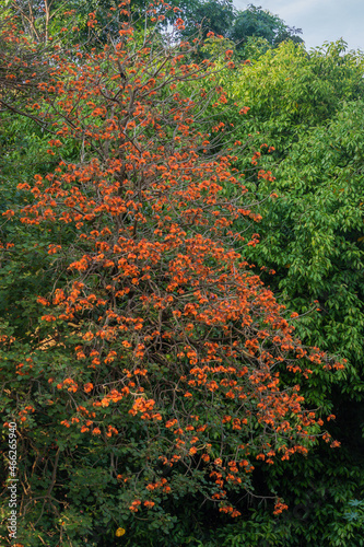 Coral Tree or Mulungu (Erythrina velutina) with flowers  photo