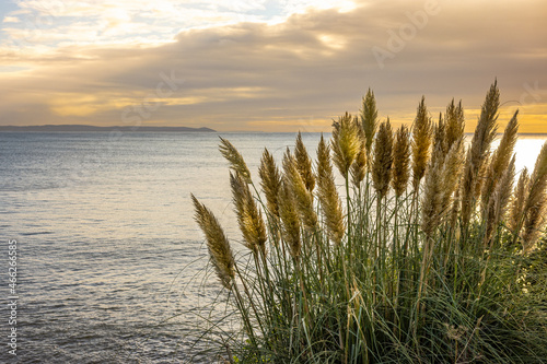 Pampas grass in the early morning sun at Looe Bay with Rame head in the distance
