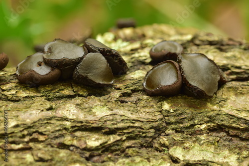 Black bulgar fungi