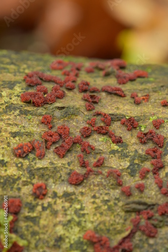 Red slime mould