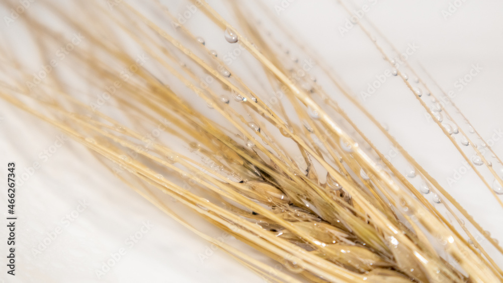 Gold dry wheat spikes with droplet close-up on white background. Agriculture cereals crops seeds spikelets, summer harvest time Gold dry wheat spikes with droplet close-up on white background. Agriculture cereals crops seeds spikelets, summer harvest time