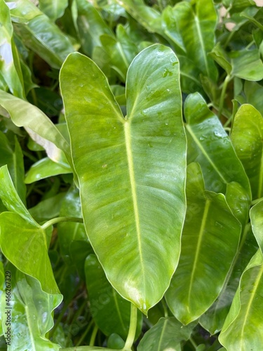 Close-up of philodendron green leaves on the background.