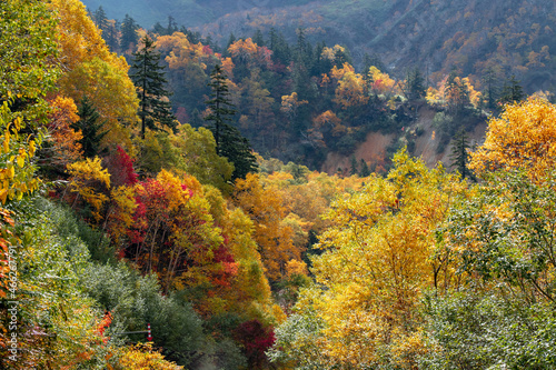 北海道秋の風景 十勝岳連峰の紅葉