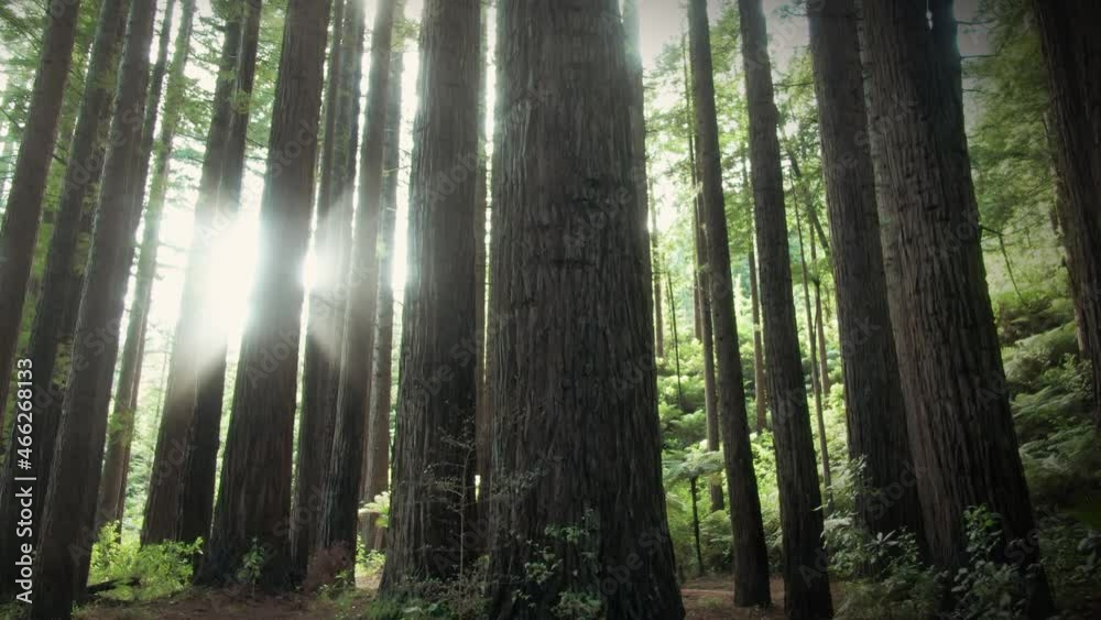 Aerial: Heaven Rays shining through redwood forest as if its light at the end of the tunnel. Coromandel, New Zealand Aerial: Heaven Rays shining through redwood forest as if its light at the end of the tunnel. Coromandel, New Zealand