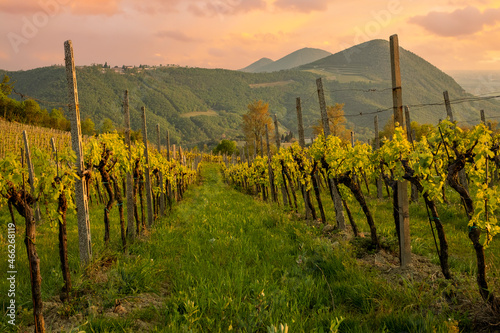 The vineyards of the Euganean Hills in the spring season, Veneto Italy