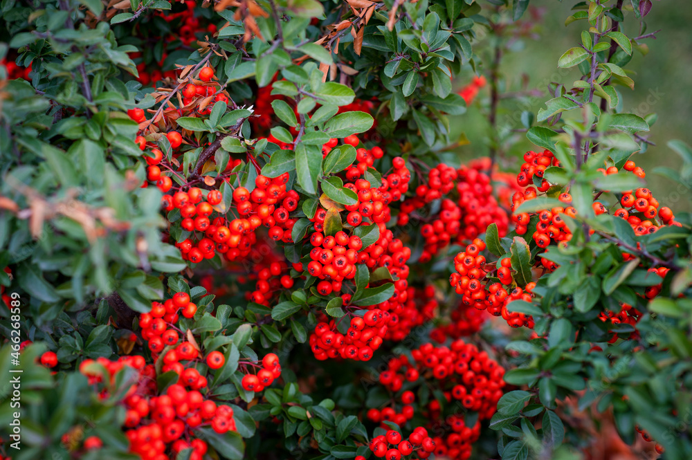 An ornamental holly shrub with bright red berries is used for Christmas decorations.