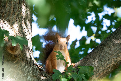 Eichhörnchen sitzt am Baum