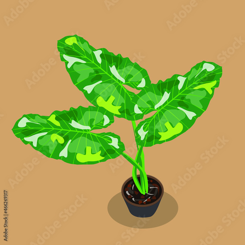 Alocasia macrorrhizos, Alocasia serendipity 
variegated Illustration vector spotted leaves in a pot
 with shadows on a brown background.
For illustration, menu, 
food, dessert, card, poster, public re