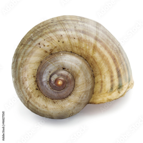 Europes largest snail. Her empty shell