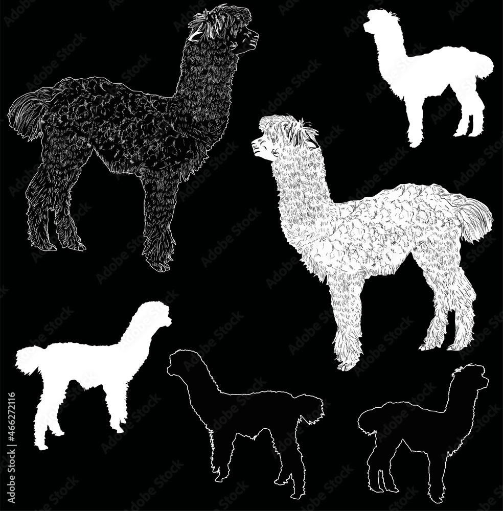 six alpaca sketches isolated on black