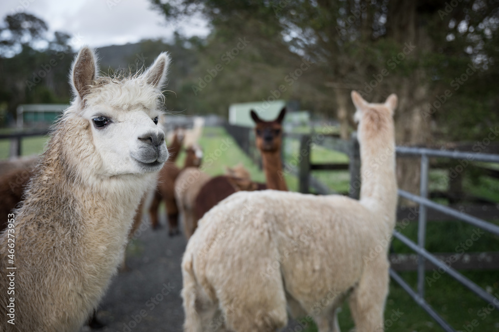 Obraz premium Alpacas