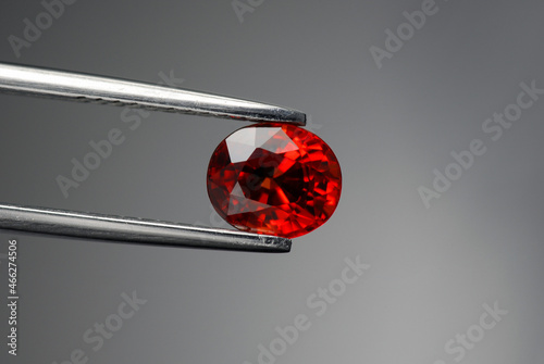 Songea natural red sapphire gemstone. Beryllium treated, color enhanced natural mined corundum. Clean, transparent precious gem setting for making jewelry. Holded in tweezers on gray background