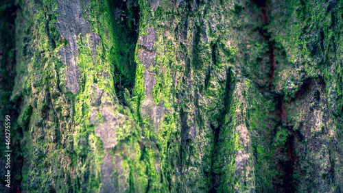 Closeup of moss on the bark of a mature oak tree