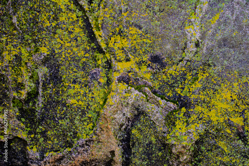 lichen on stone © Andrei