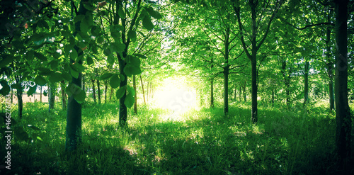 Принти на полотні Bright light in a forest, concept of a God, deity, spirit, manifestation, inspiration